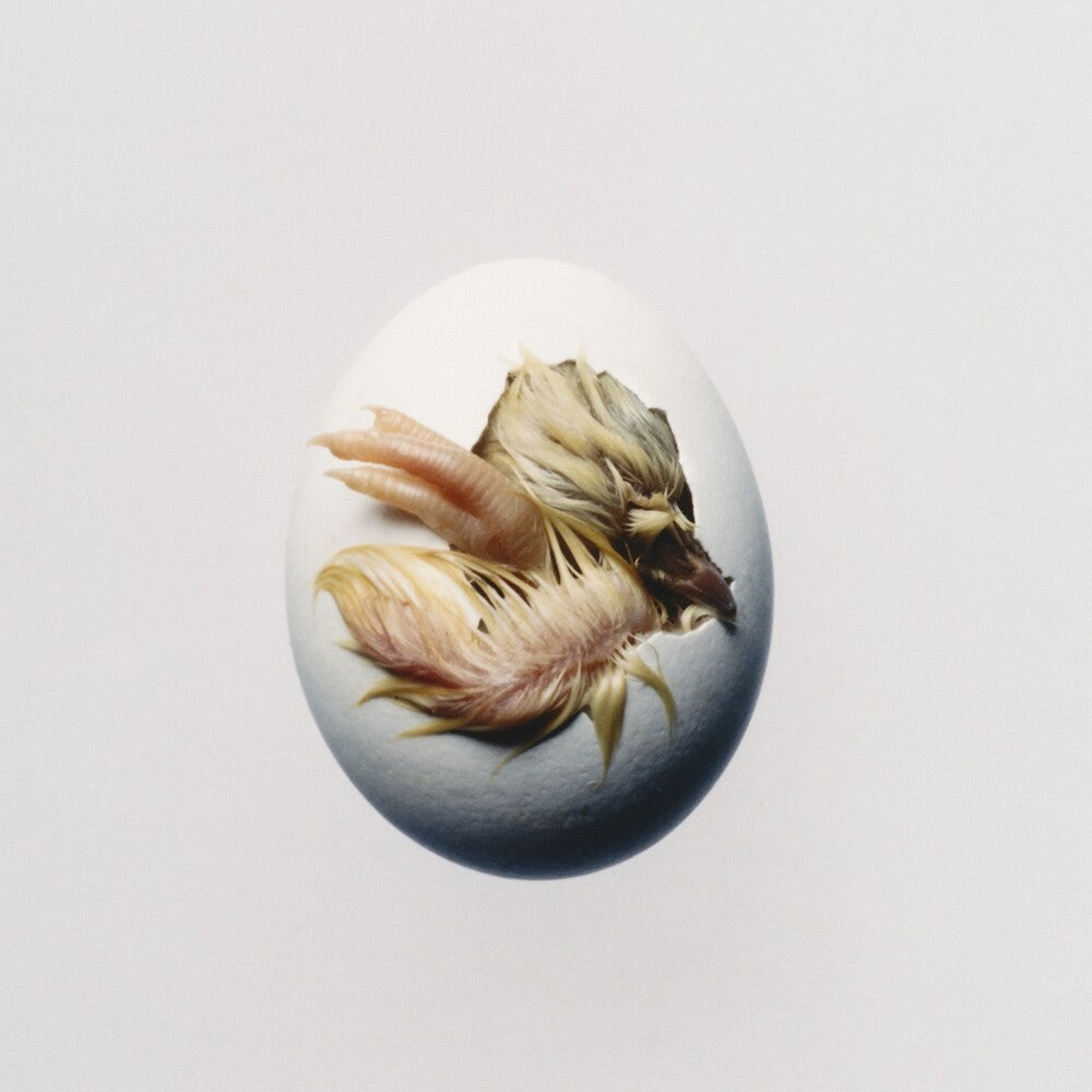 the album cover for Shygirl - SWALLOW!